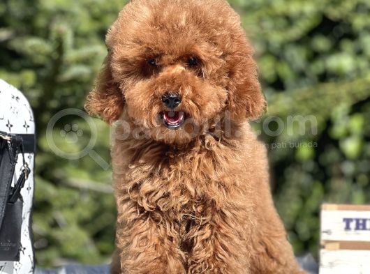 Red Miniatür Poodle Yavrumuz