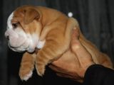 Si̇teni̇n En Güzel İngi̇li̇z Buldog Bebekleri̇