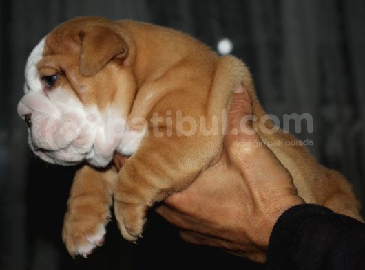 Si̇teni̇n En Güzel İngi̇li̇z Buldog Bebekleri̇ görsel