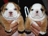 SİTENİN EN GÜZEL İNGİLİZ BULDOG BEBEKLERİ