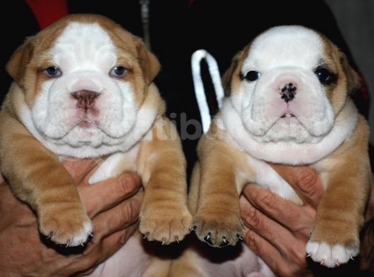 Si̇teni̇n En Güzel İngi̇li̇z Buldog Bebekleri̇