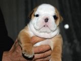 Si̇teni̇n En Güzel İngi̇li̇z Buldog Bebekleri̇