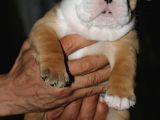 Si̇teni̇n En Güzel İngi̇li̇z Buldog Bebekleri̇