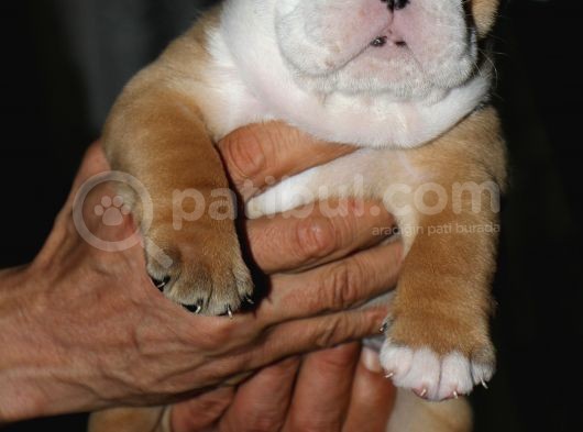 Si̇teni̇n En Güzel İngi̇li̇z Buldog Bebekleri̇ görsel