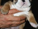 Si̇teni̇n En Güzel İngi̇li̇z Buldog Bebekleri̇