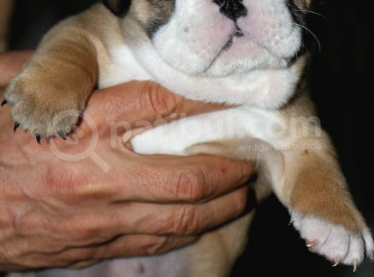 Si̇teni̇n En Güzel İngi̇li̇z Buldog Bebekleri̇ görsel