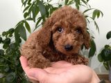 Saf Irk Redbrown Toypoodle Yavruları