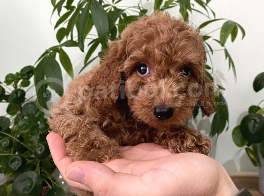 Saf Irk Redbrown Toypoodle Yavruları görsel