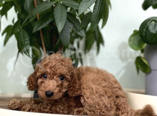 Saf Irk Redbrown Toypoodle Yavruları görsel