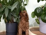 Saf Irk Redbrown Toypoodle Yavruları