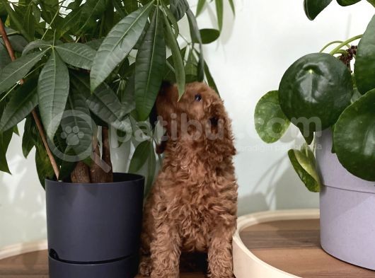 Saf Irk Redbrown Toypoodle Yavruları görsel
