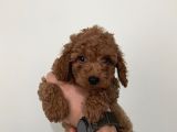 Saf Irk RedBrown ToyPoodle Yavruları