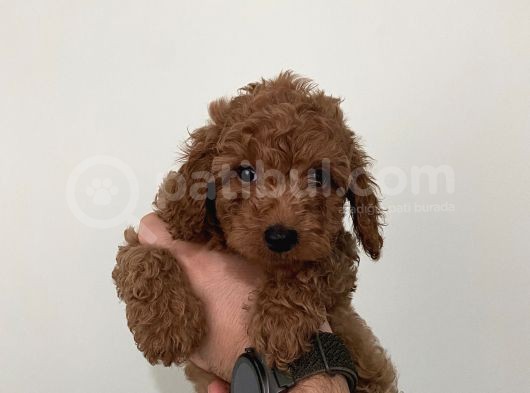 Saf Irk Redbrown Toypoodle Yavruları