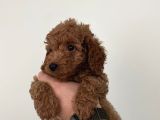 Saf Irk Redbrown Toypoodle Yavruları