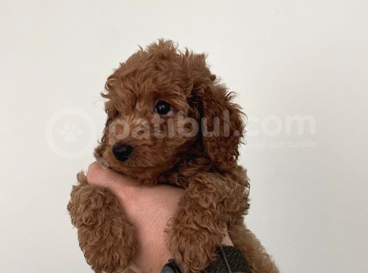 Saf Irk Redbrown Toypoodle Yavruları görsel