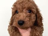 Saf Irk Redbrown Toypoodle Yavruları