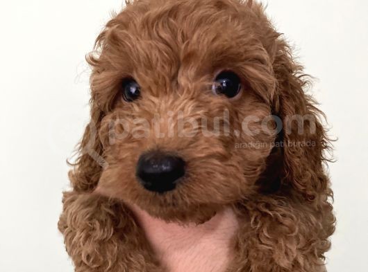 Saf Irk Redbrown Toypoodle Yavruları görsel