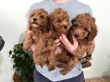 Saf Irk Redbrown Toypoodle Yavruları