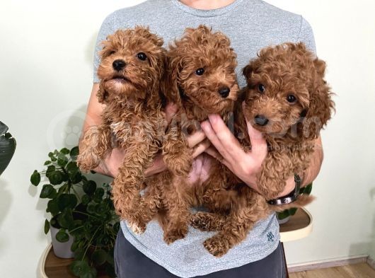 Saf Irk Redbrown Toypoodle Yavruları görsel