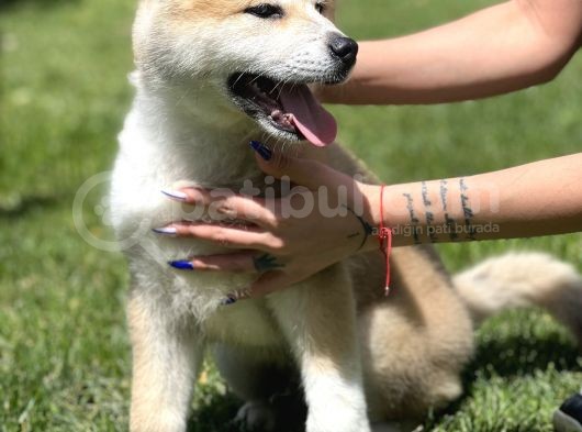 Yarışma Düzeyi Akita -Inu Yavrular görsel