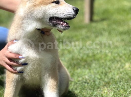 Yarışma Düzeyi Akita -Inu Yavrular görsel