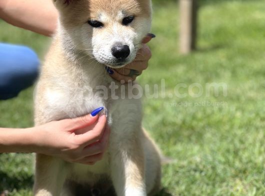 Yarışma Düzeyi Akita -Inu Yavrular görsel