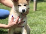 Yarışma Düzeyi Akita -inu yavrular