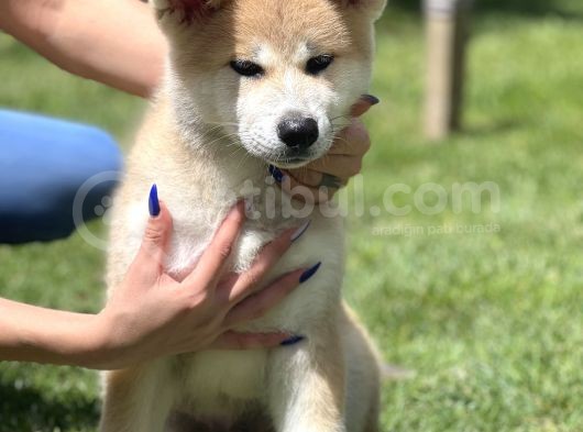 Yarışma Düzeyi Akita -inu yavrular
