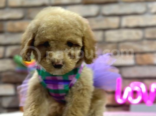Secereli̇ Toy Poodle Di̇şi̇ Yavru görsel
