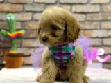 Secereli̇ Toy Poodle Di̇şi̇ Yavru