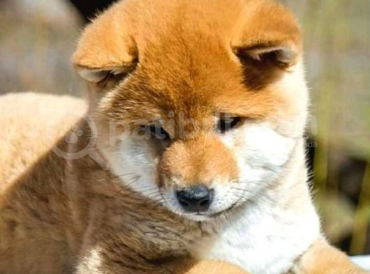 Orjinal Shiba-Inu Yavrular görsel