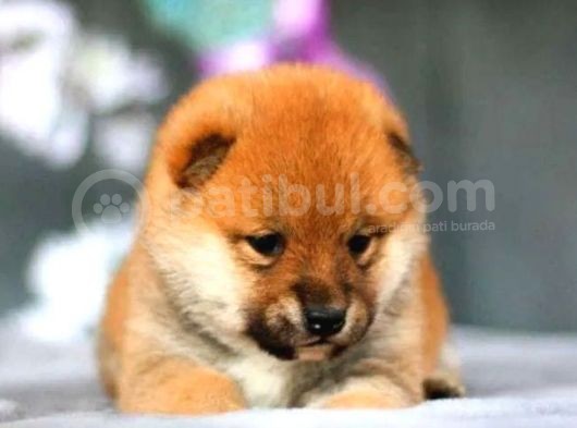 Orjinal Shiba-Inu Yavrular görsel