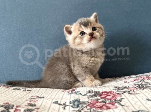 British Shorthair Erkek Kedim Yeni Yuvasını Arıyor görsel