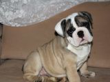 SEVİMLİ İNGİLİZ BULDOG YAVRUMUZ