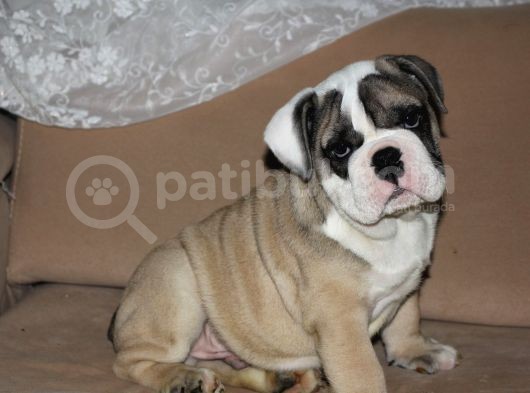 Sevi̇mli̇ İngi̇li̇z Buldog Yavrumuz