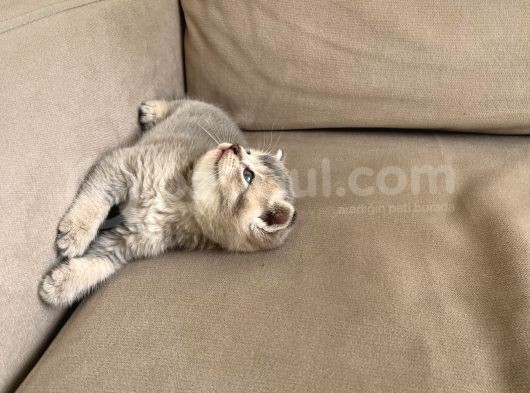 British Shorthair Erkek Kedim Yeni Yuvasını Arıyor görsel