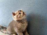 British Shorthair Erkek Kedim Yeni Yuvasını Arıyor