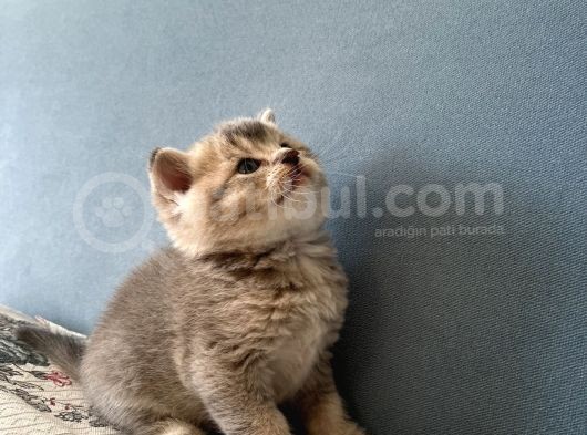 British Shorthair Erkek Kedim Yeni Yuvasını Arıyor görsel