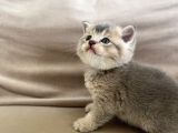 British Shorthair Erkek Kedim Yeni Yuvasını Arıyor