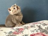 British Shorthair Erkek Kedim Yeni Yuvasını Arıyor
