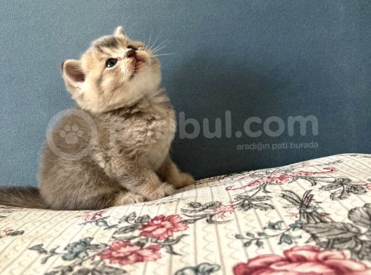 British Shorthair Erkek Kedim Yeni Yuvasını Arıyor görsel