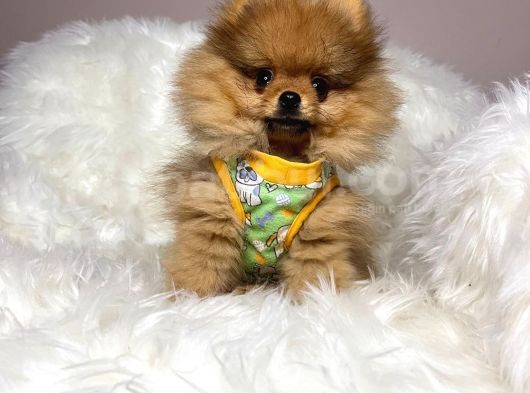 Safkan Pomerani̇an Boo Bebekler görsel