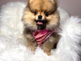 Safkan Pomerani̇an Boo Bebekler