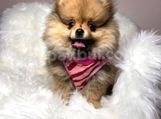 Safkan Pomerani̇an Boo Bebekler görsel