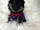 Safkan Pomerani̇an Boo Bebekler