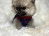 SAFKAN POMERANİAN BOO BEBEKLER