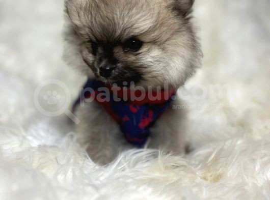 Safkan Pomerani̇an Boo Bebekler