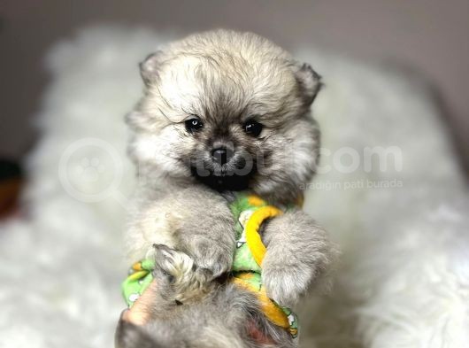 Safkan Pomerani̇an Boo Bebekler görsel