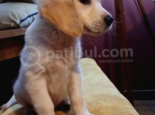 2 Aylık Dişi Safkan görsel