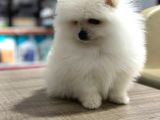 Teacup Pomorian Yavrularımız
